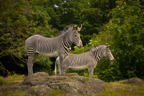 Bilet wstępu do zoo w EdynburguBilet standardowy