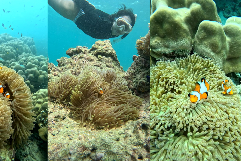 Phi Phi Islands: Shark Snorkeling Phi Phi Islands: PRIVATE VIP Shark Snorkeling - 4h