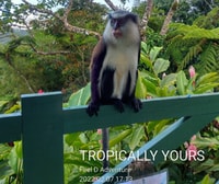 Grenada, Full-Day Tour with Chocolate and Rum Sampling - Housity
