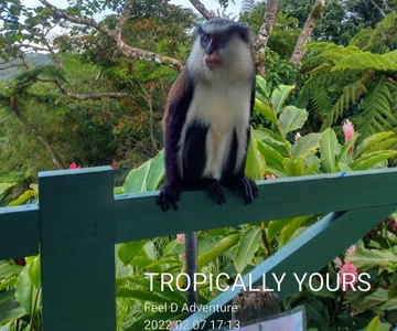 Grenada: Full-Day Tour with Chocolate and Rum Sampling