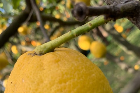 Sorrento: Lemon Garden Tour with Marmalade Tasting