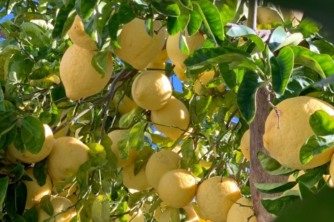 Sorrente : visite d'un jardin de citrons et dégustation de confitures