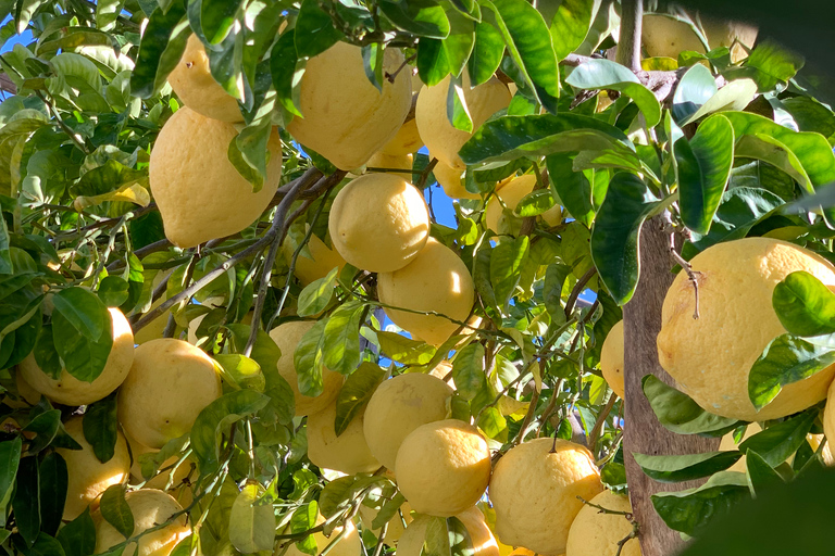 Sorrente : visite d'un jardin de citrons et dégustation de confitures