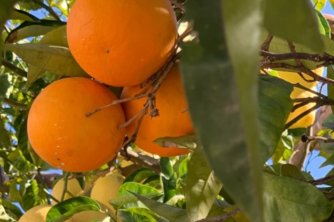 Sorrento: rondleiding door een citroentuin en proeverij van marmelade