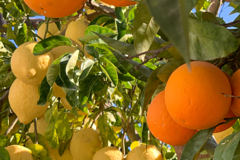 Sorrente : visite d'un jardin de citrons et dégustation de confitures