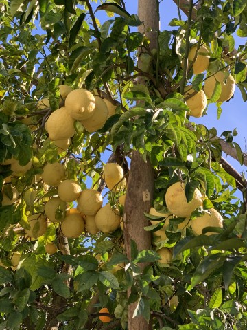 Visit Sorrento Lemon Garden Tour with Marmalade Tasting in Sorrento, Italia