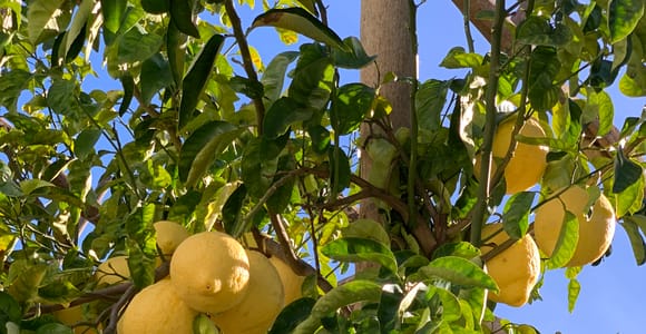 Sorrento: Lemon Garden Tour with Marmalade Tasting