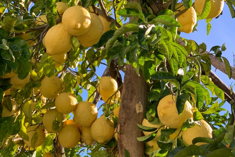 Sorrente : visite d'un jardin de citrons et dégustation de confitures