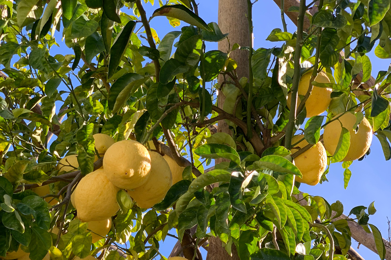 Sorrente : visite d'un jardin de citrons et dégustation de confitures