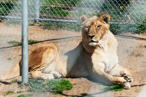 Alpino: Leones Tigres y Osos - Experiencia de alimentación en el santuario