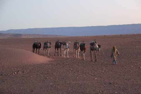 Excursion privée de 2 jours dans le désert avec camping et randonnée à dos de chameauDepuis Agadir : excursion de 2 jours dans le désert avec camping et randonnée à dos de chameau