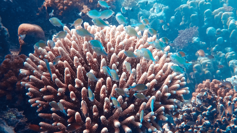 Vanuatu Watersports Port Vila Glass Bottom Boat Semi Sub GetYourGuide