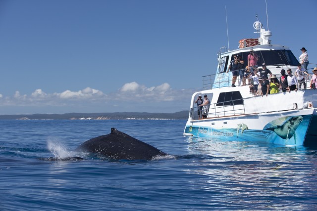 Visit Hervey Bay Whale-Watching Cruise with Transfer in Hervey Bay, Australia
