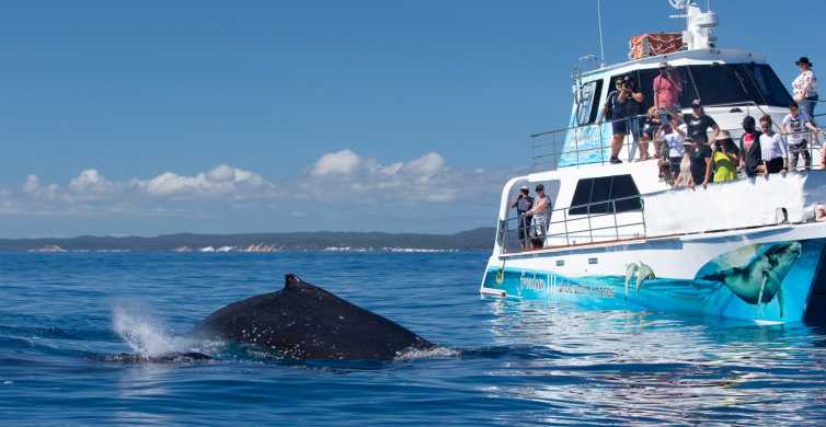 Hervey Bay Whale Watching Cruise with Transfer