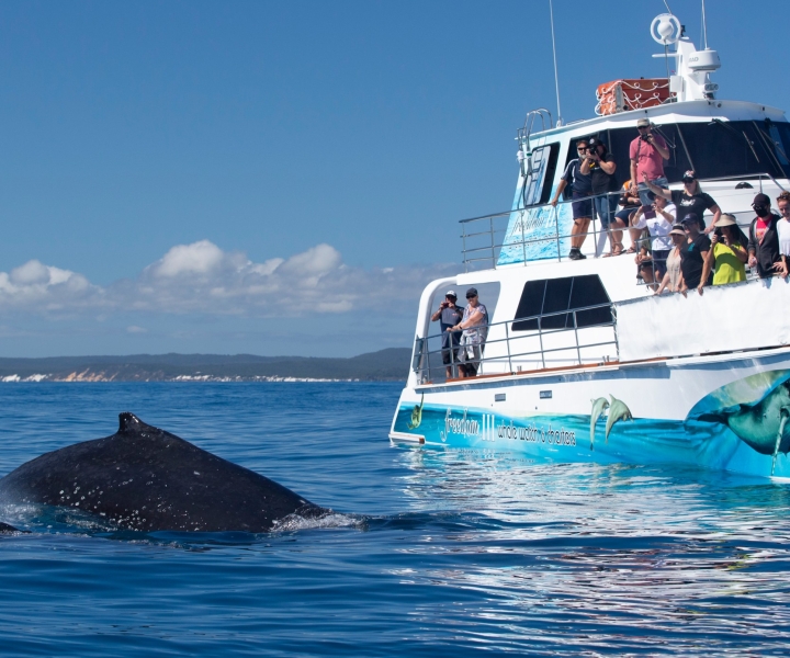 Hervey Bay: Whale-Watching Cruise with Transfer