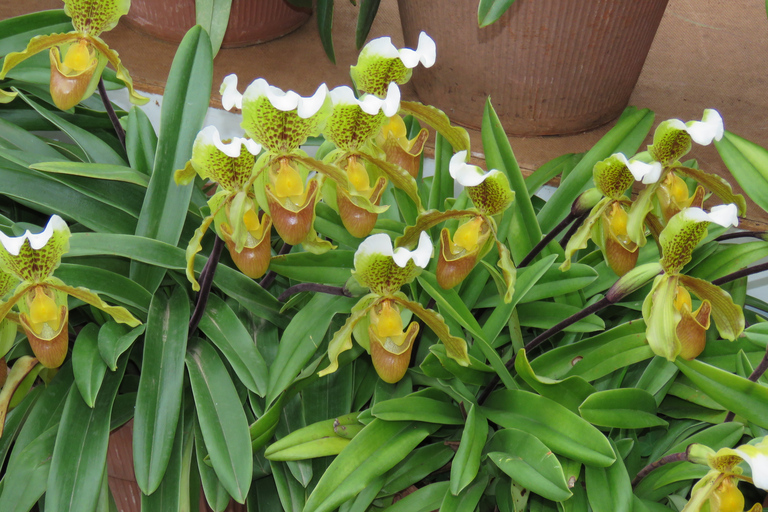 Madeira : Santo de Serra Local Farmers&#039; Market half day tripShared tour