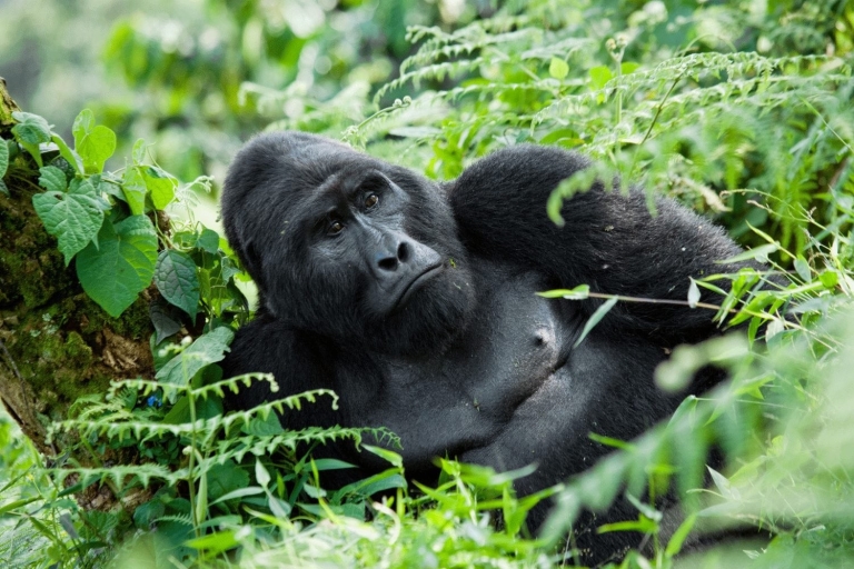 From Kampala: 5-Day Private Wildlife Tour with Boat Cruise