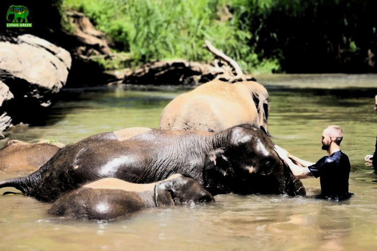 Chiang Mai: Full Day Living Green Elephant Sanctuary Chiangmai: Full Day Living Green Elephant Sanctuary