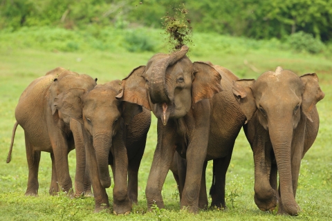8 Day Tour Sri Lanka with Wildlife & Outdoor Experiences Pick-up from Negombo