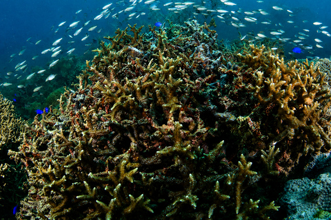 Coron: WWII Shipwrecks & Pass Island Snorkeling Tour