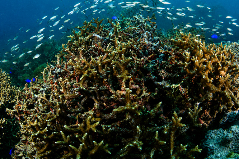 Coron: WWII Shipwrecks & Pass Island Snorkeling Tour