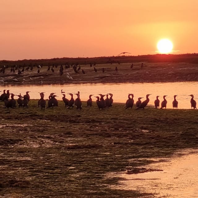 From Faro, Ria Formosa Islands Sunset Catamaran Cruise - Housity