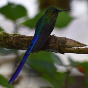 Desde Quito Viaje De Un D A Guiado Por Mindo Trekking Y Vida Salvaje