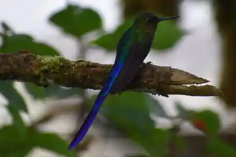Da Quito: gita di un giorno guidata a Mindo Trekking e fauna selvatica