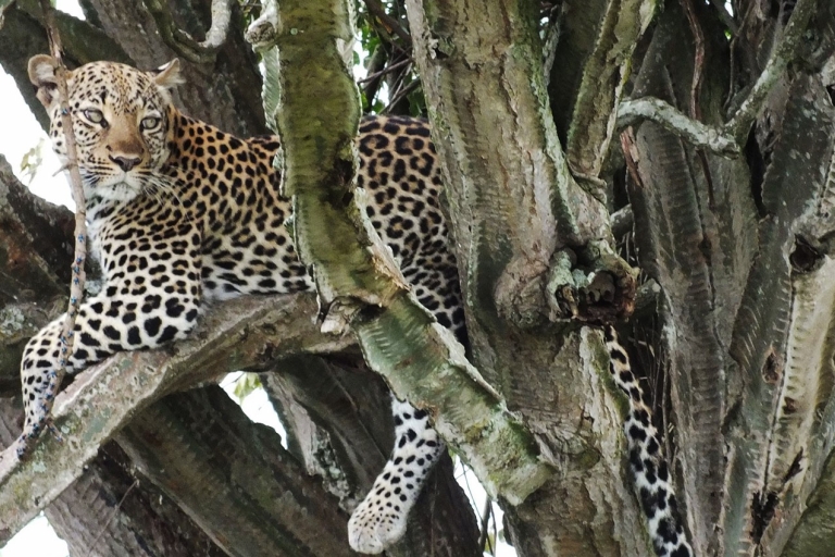 From Kampala: 5-Day Private Wildlife Tour with Boat Cruise