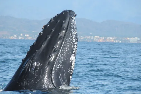 Puerto Vallarta : Aventure de recherche sur les baleines à bosse