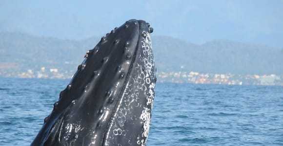 Puerto Vallarta: Humpback Whale Research Adventure Tour