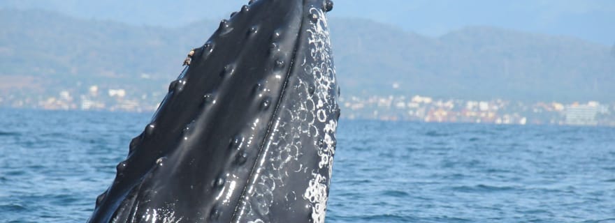 Puerto Vallarta : Aventure de recherche sur les baleines à bosse