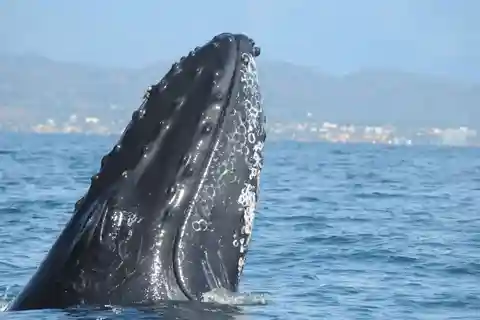 Puerto Vallarta : Aventure de recherche sur les baleines à bosse