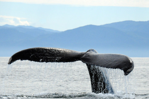 Puerto Vallarta: Tour d&#039;avventura per la ricerca della megatteraOsservazione delle balene