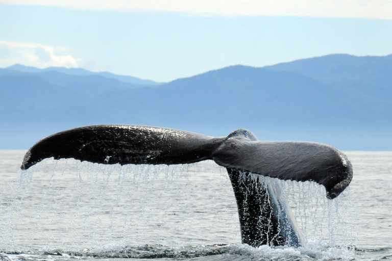 Puerto Vallarta: Tour d&#039;avventura per la ricerca della megatteraOsservazione delle balene