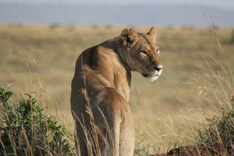 Safari Serenity: Utforska Tarangire nationalpark på en dag