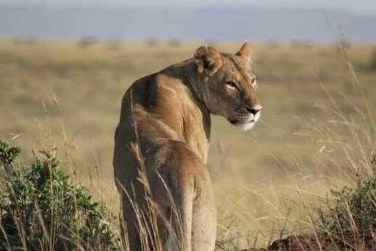 Safari Serenity : Exploration du parc national du Tarangire en une journée