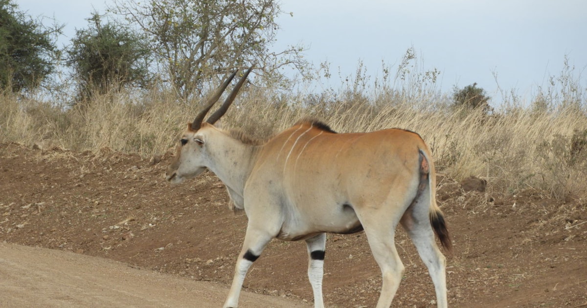 Fra Nairobi Dagstur Til Hells Gate National Park Getyourguide