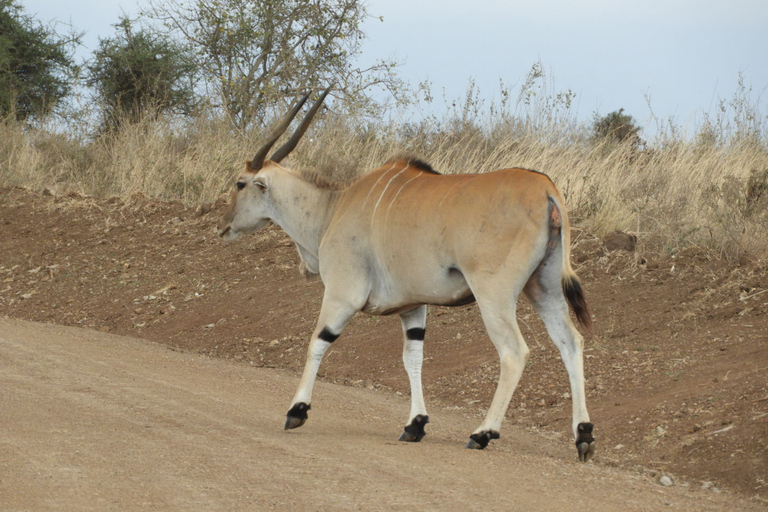 From Nairobi: Hells Gate National Park Day Tour