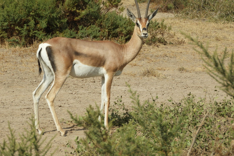 From Nairobi: Hells Gate National Park Day Tour