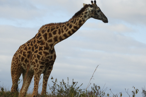 From Nairobi: Hells Gate National Park Day Tour