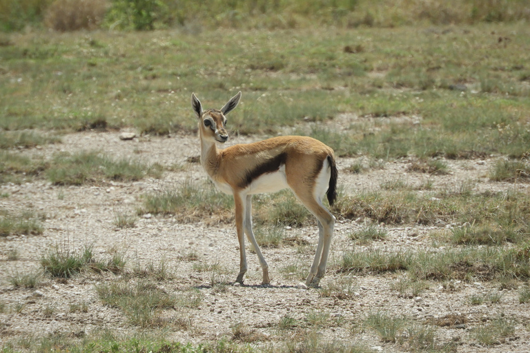 From Nairobi: Hells Gate National Park Day Tour