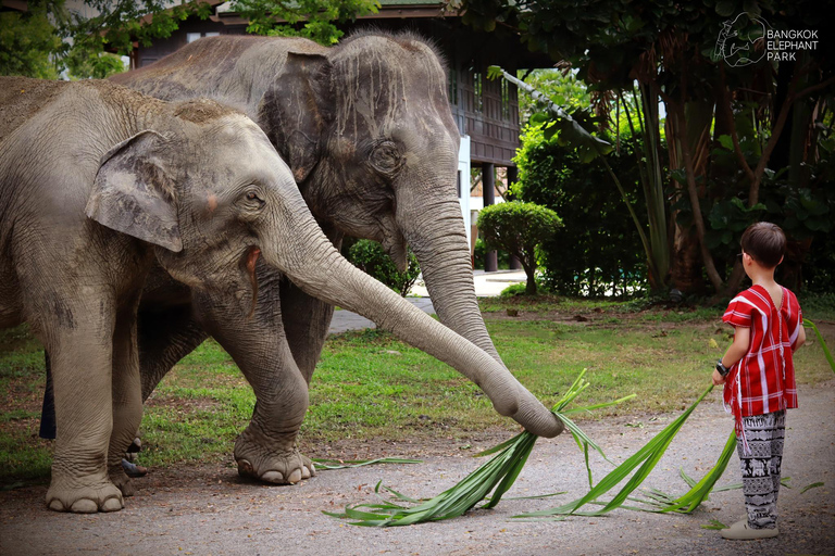 Parc des éléphants de Bangkok : expérience avec les éléphants en HD (sans transfert)HD Bangkok Elephant Care sans transfert