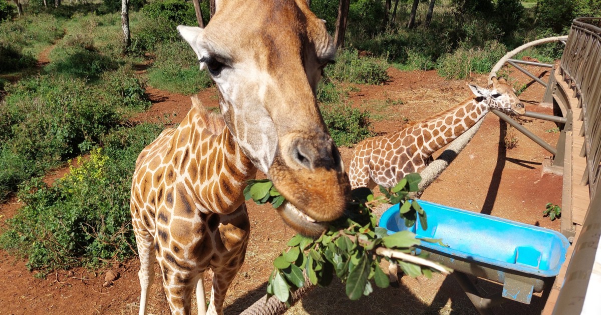Nairobi Nairobi National Park Game Drive And Giraffe Centre Getyourguide