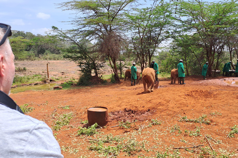 Nairobi: Orfanotrofio degli elefanti e delle giraffe David Sheldrick ...