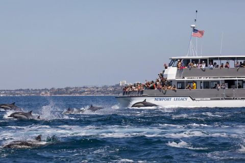 Newport Beach : Croisière d'observation des baleines et des dauphins
