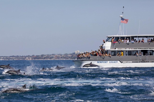 Visit Newport Beach Whale and Dolphin-Watching Cruise in Newport Beach, California