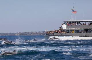 Newport Beach: Wal- und Delfinbeobachtungstour