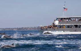 Newport Beach: Whale and Dolphin-Watching Cruise