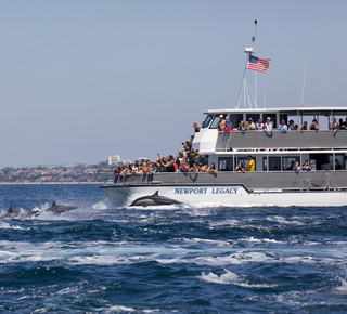 Dolphin Watching in Los Angeles